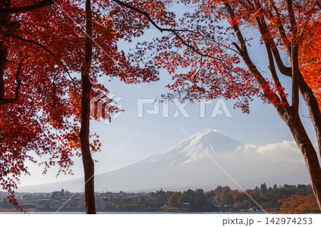 紅葉越しに望む秋の河口湖と富士山 紅葉越しに望む秋の河口湖と富士山 142974253