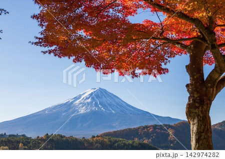 紅葉越しに望む秋の河口湖と富士山 紅葉越しに望む秋の河口湖と富士山 142974282