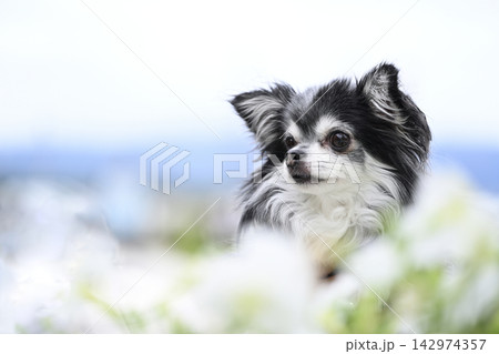 愛犬の写真　チワワ　 142974357