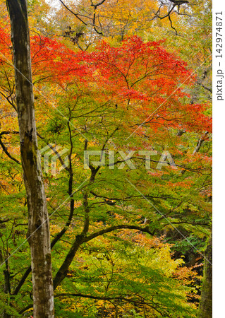 秋の花貫渓谷(茨城県) 秋の花貫渓谷(茨城県) 142974871