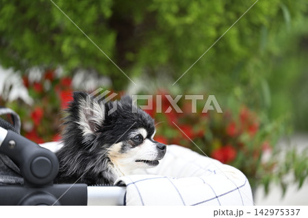 楽しそうにお散歩する高齢犬　チワワ 142975337