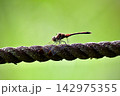 赤トンボ 142975355