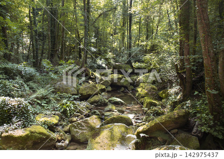 Forest creek flowing over mossy rocks with sunlight Forest creek flowing over mossy rocks with sunlight 142975437