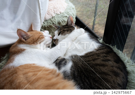 窓辺でくつろぐ二匹の猫 窓辺でくつろぐ二匹の猫 142975667