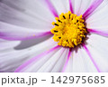 いつか見た　コスモス畑 142975685