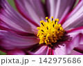 いつか見た　コスモス畑 142975686