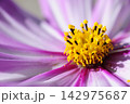 いつか見た　コスモス畑 142975687