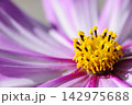 いつか見た　コスモス畑 142975688