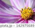 いつか見た　コスモス畑 142975689