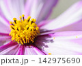いつか見た　コスモス畑 142975690