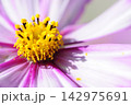 いつか見た　コスモス畑 142975691