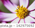 いつか見た　コスモス畑 142975692