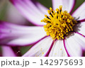 いつか見た　コスモス畑 142975693