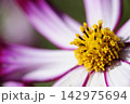 いつか見た　コスモス畑 142975694