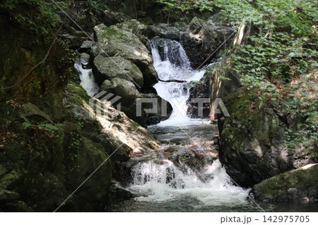 緑の葉の樹々や植物や苔の生えた岩の間に流れの激しい小さな滝のある川の風景 緑の葉の樹々や植物や苔の生えた岩の間に流れの激しい小さな滝のある川の風景 142975705