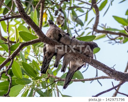 juvenile Zebra Dove on the branch of the tree juvenile Zebra Dove on the branch of the tree 142975796