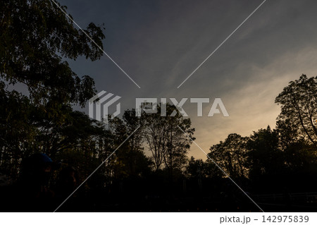 Wide-angle view of the forest in the warm light of evening 142975839