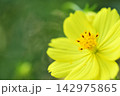 秋の花　秋桜 142975865