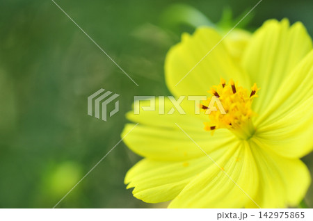 秋の花　秋桜 142975865