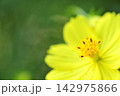 秋の花　秋桜 142975866