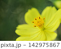 秋の花　秋桜 142975867