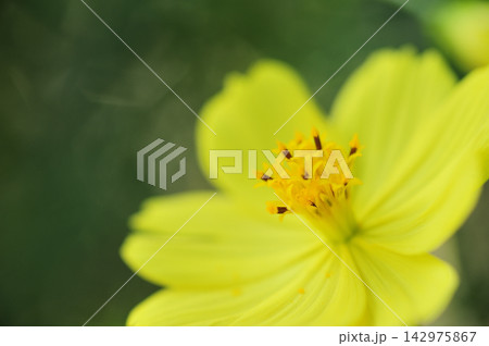 秋の花 秋桜 秋の花 秋桜 142975867