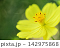 秋の花　秋桜 142975868