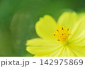 秋の花　秋桜 142975869