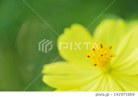 秋の花　秋桜 142975869