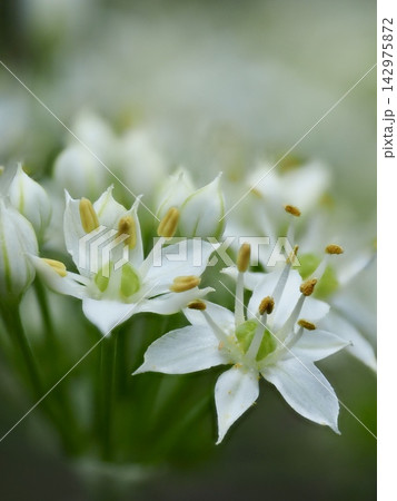 秋の光にみずみずしく輝く純白のニラの花マクロ撮影と美しいボケ余白 142975872