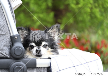 ペットカートでまどろむ高齢犬 チワワ ペットカートでまどろむ高齢犬 チワワ 142975928
