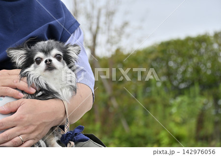 公園のベンチで男性と休む愛犬　チワワ 142976056
