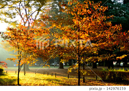 代々木公園 晩秋の紅葉 赤や黄色に染まった樹々 142976159