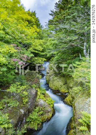木漏れ日が差し込む静かな森(東北) 木漏れ日が差し込む静かな森(東北) 142976276
