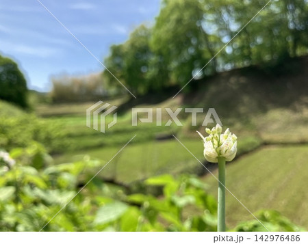【道に咲く小さな花】 奈良県明日香村散策 【道に咲く小さな花】 奈良県明日香村散策 142976486