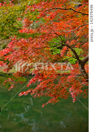 秋の京都／修学院離宮 142976496