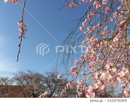 満開に咲き誇る桜（東京） 142976899