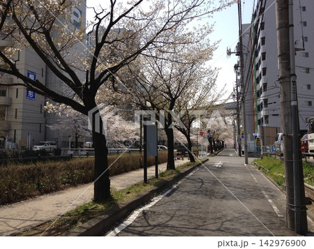 満開に咲き誇る桜（東京） 142976900