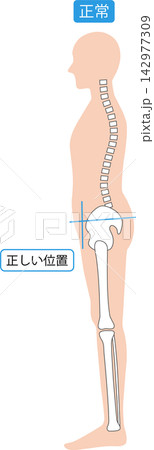 正しい姿勢の男性　背骨と骨盤 142977309