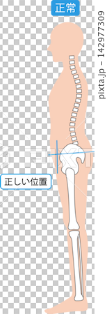正しい姿勢の男性　背骨と骨盤 142977309