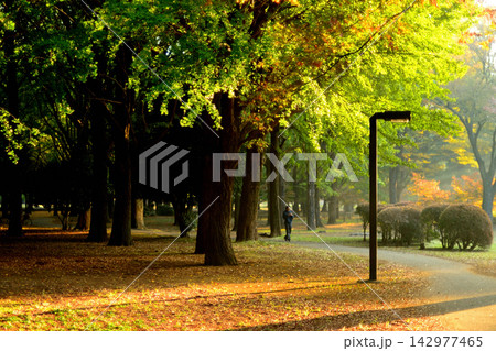 代々木公園 晩秋の紅葉 赤や黄色に染まった樹々 142977465