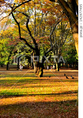 代々木公園 晩秋の紅葉 赤や黄色に染まった樹々 代々木公園 晩秋の紅葉 赤や黄色に染まった樹々 142977495