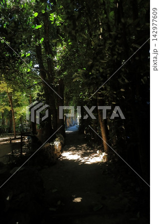 沖縄備瀬のフクギ並木道の遊歩道の景色 沖縄備瀬のフクギ並木道の遊歩道の景色 142977609