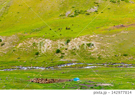 Pastoral Mountain Landscape with Grazing Livestock and Tent 142977814