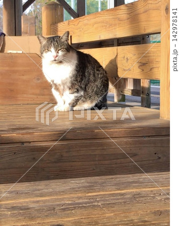 休憩場所でくつろぐ野良猫 休憩場所でくつろぐ野良猫 142978141