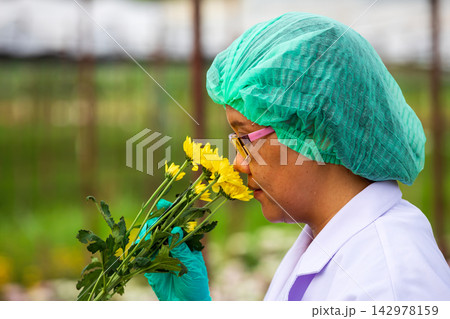 Flower worker smelling yellow chrysanthemum bouquet while wearing gloves, glasses and protective cap in garden, showing horticulture, quality inspection, freshness and plant care 142978159