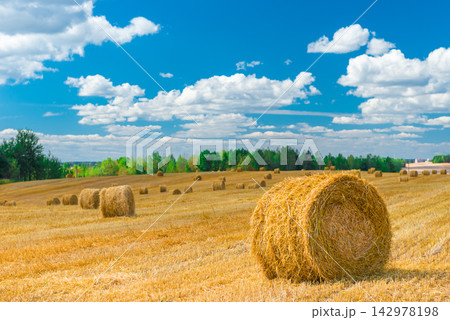 Hay Bales in Golden Harvest Field Under Blue Sky Hay Bales in Golden Harvest Field Under Blue Sky 142978198