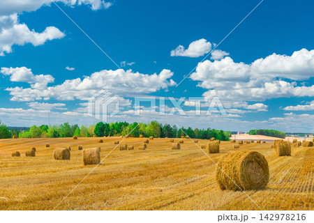 Hay Bales in Golden Harvest Field Under Blue Cloudy Sky 142978216