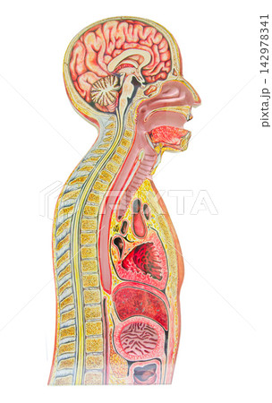 Human Anatomy Model with Brain and Internal Organs Cross Section Human Anatomy Model with Brain and Internal Organs Cross Section 142978341