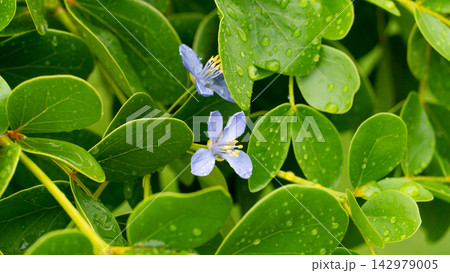 Light purple Lignum Vitae flowers. Small blue flowers bloom among lush green leaves covered with raindrops in a natural garden setting. Light purple Lignum Vitae flowers. Small blue flowers bloom among lush green leaves covered with raindrops in a natural garden setting. 142979005